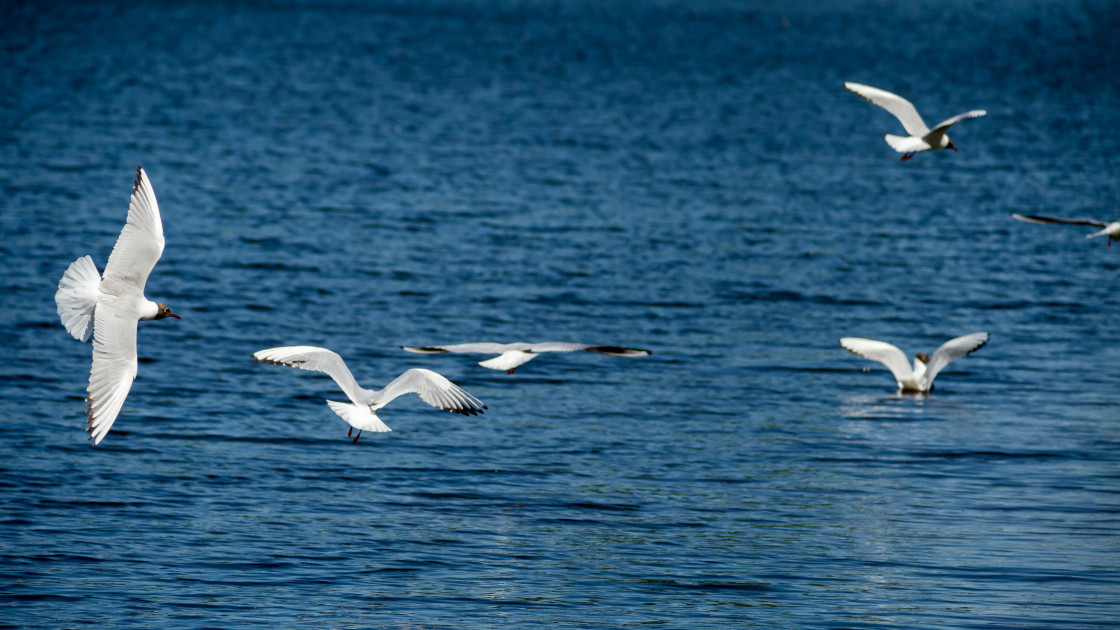 "Black-headed Gulls Hunting Mayfly" by Gordon England - $12.55 "Black-headed Gulls Hunting Mayfly" stock image
