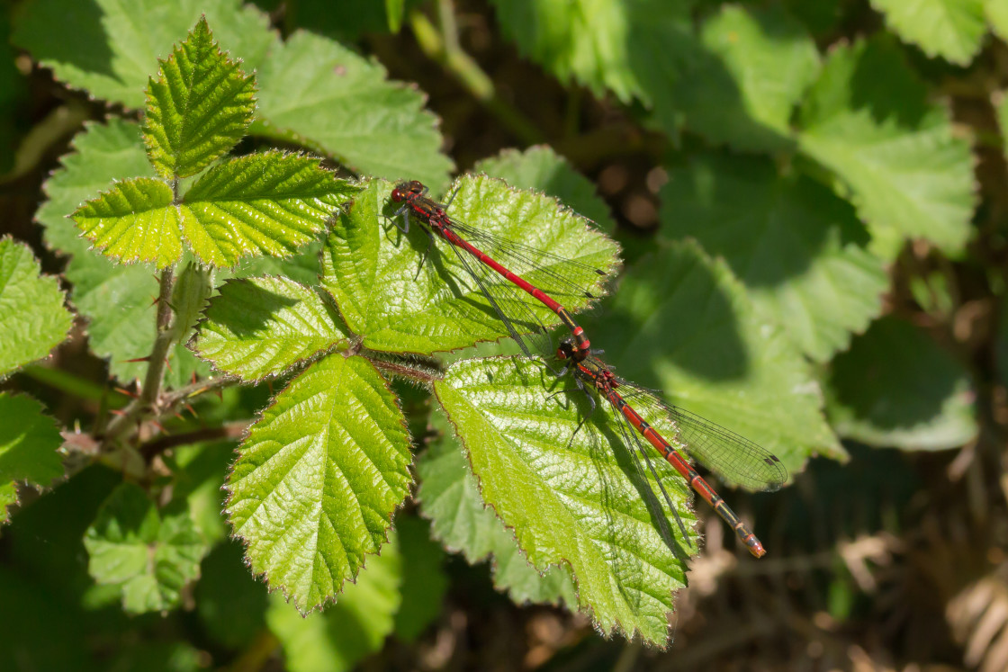 "Large Red Damselflies" by Gordon England - $12.71 "Large Red Damselflies" stock image