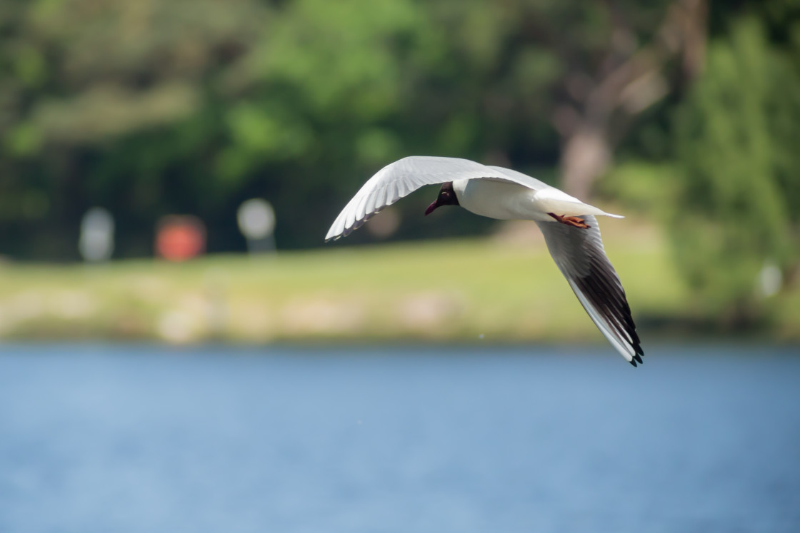 "Black-headed Gull" by Gordon England - $12.20 "Black-headed Gull" stock image