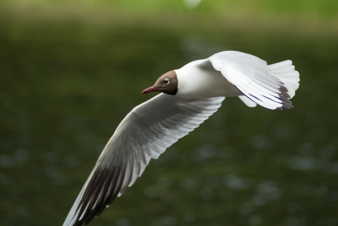 "Black-headed Gull" by Gordon England - $12.71 "Black-headed Gull" stock image