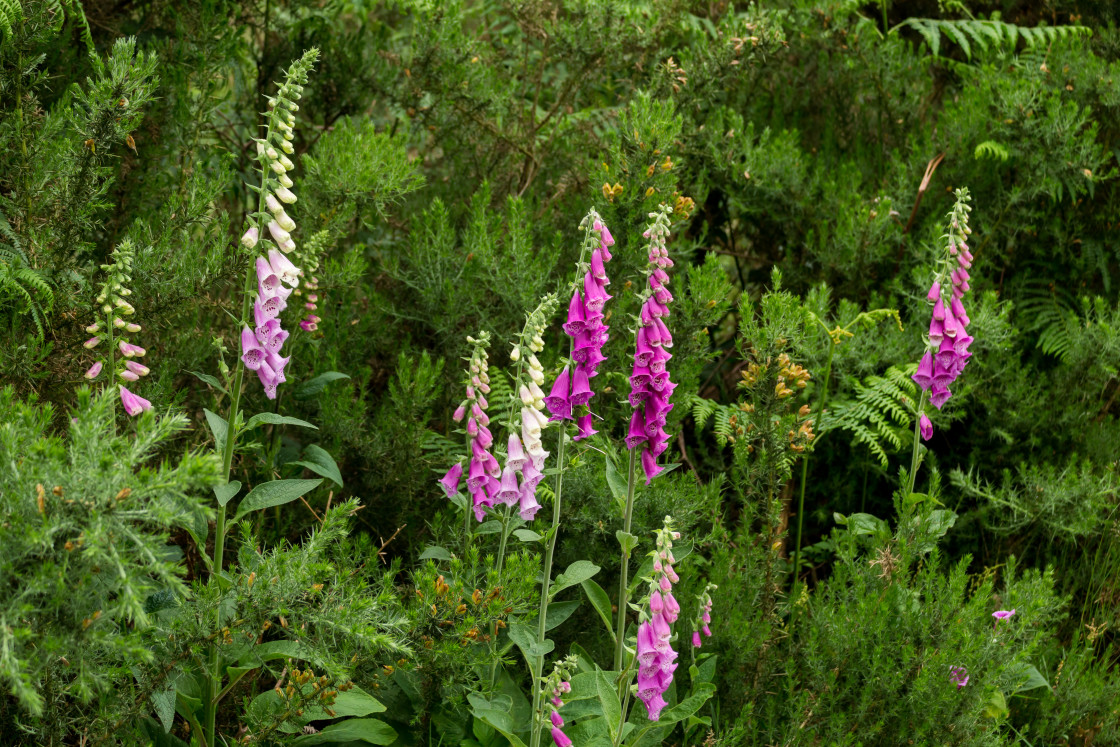 "Foxglove Flowers" by Gordon England - $12.55 "Foxglove Flowers" stock image