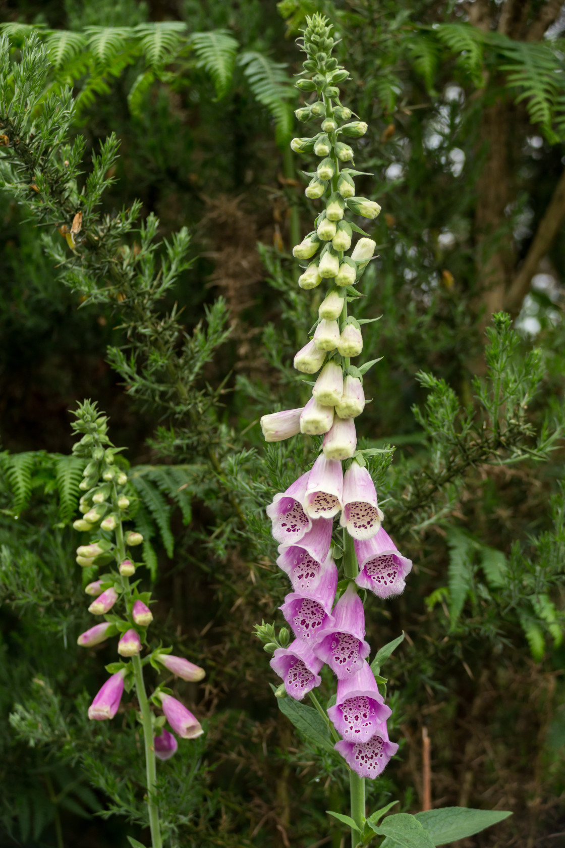 "Foxglove" by Gordon England - $12.57 "Foxglove" stock image
