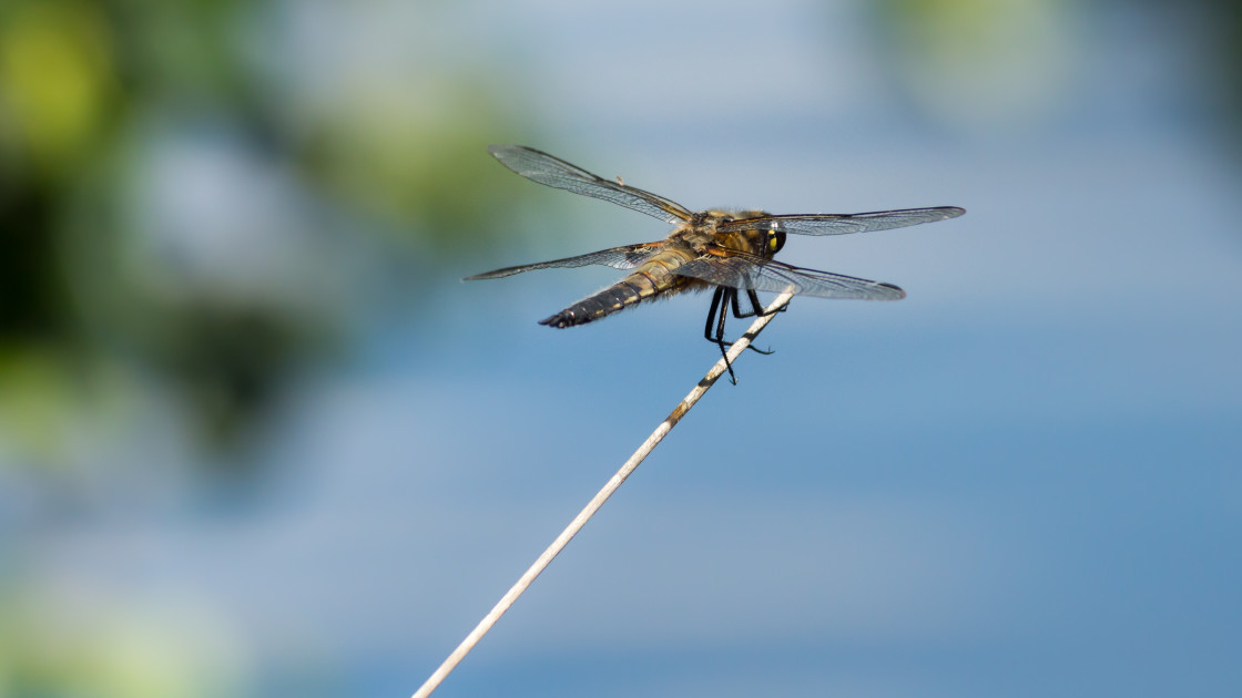 "Four-spotted Chaser Dragonfly" by Gordon England - $12.55 "Four-spotted Chaser Dragonfly" stock image