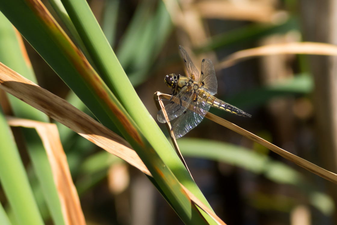 "Four-spotted Chaser Dragonfly" by Gordon England - $12.14 "Four-spotted Chaser Dragonfly" stock image