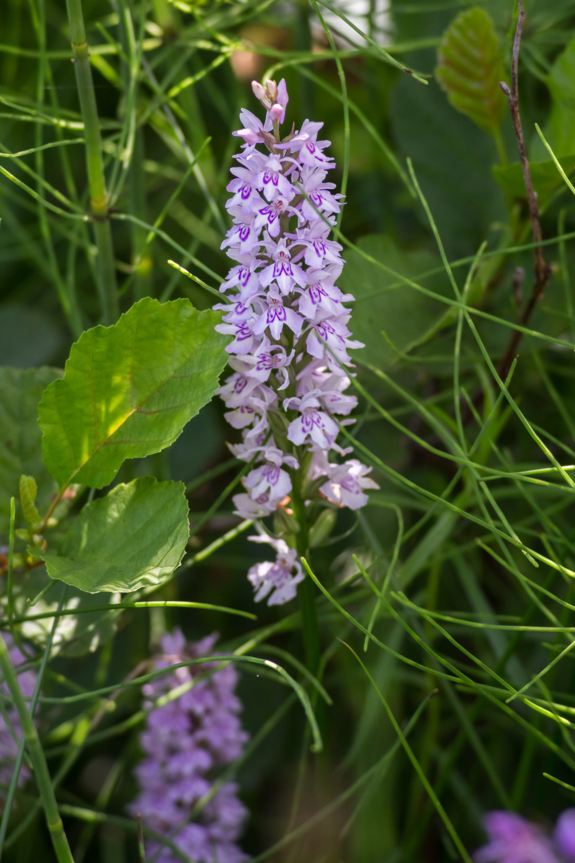 "Common Spotted Orchid" by Gordon England - $12.62 "Common Spotted Orchid" stock image
