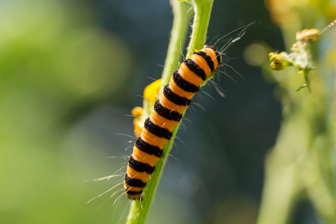 "Cinnabar Moth Caterpillar" stock image