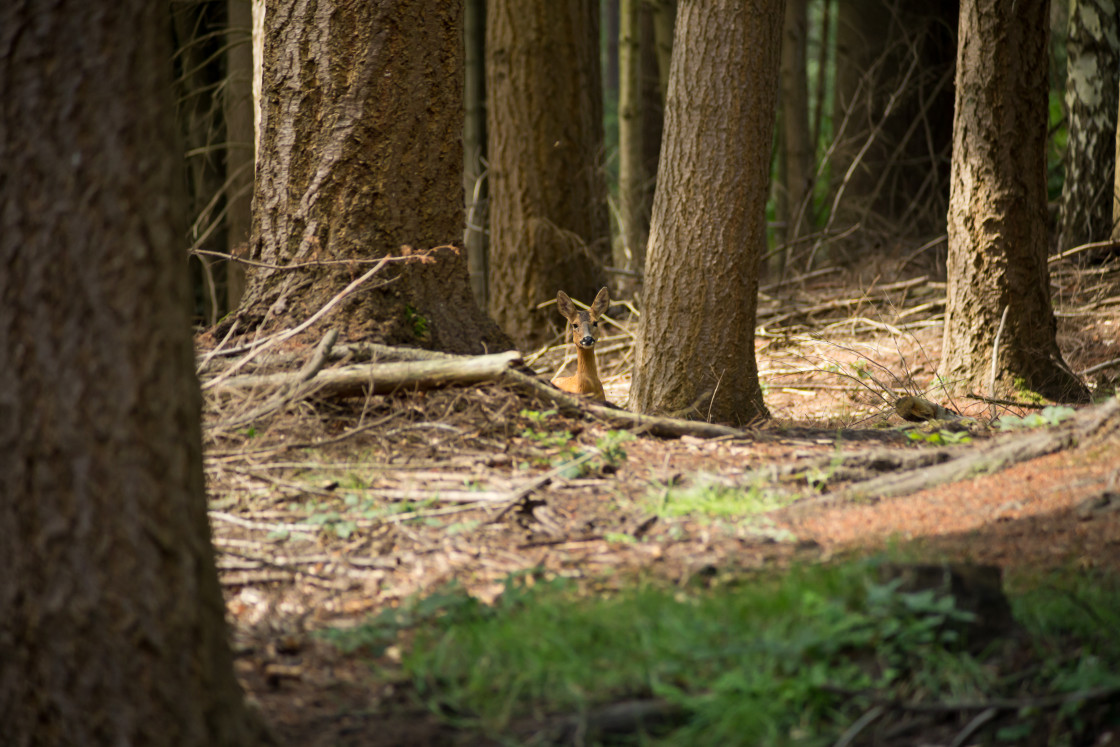 "Roe Deer Peekaboo" by Gordon England - $12.63 "Roe Deer Peekaboo" stock image