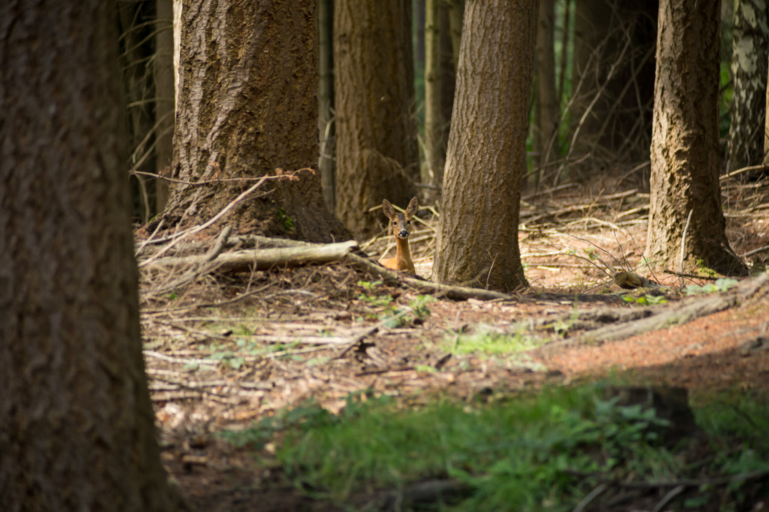 "Roe Deer Peekaboo" stock image