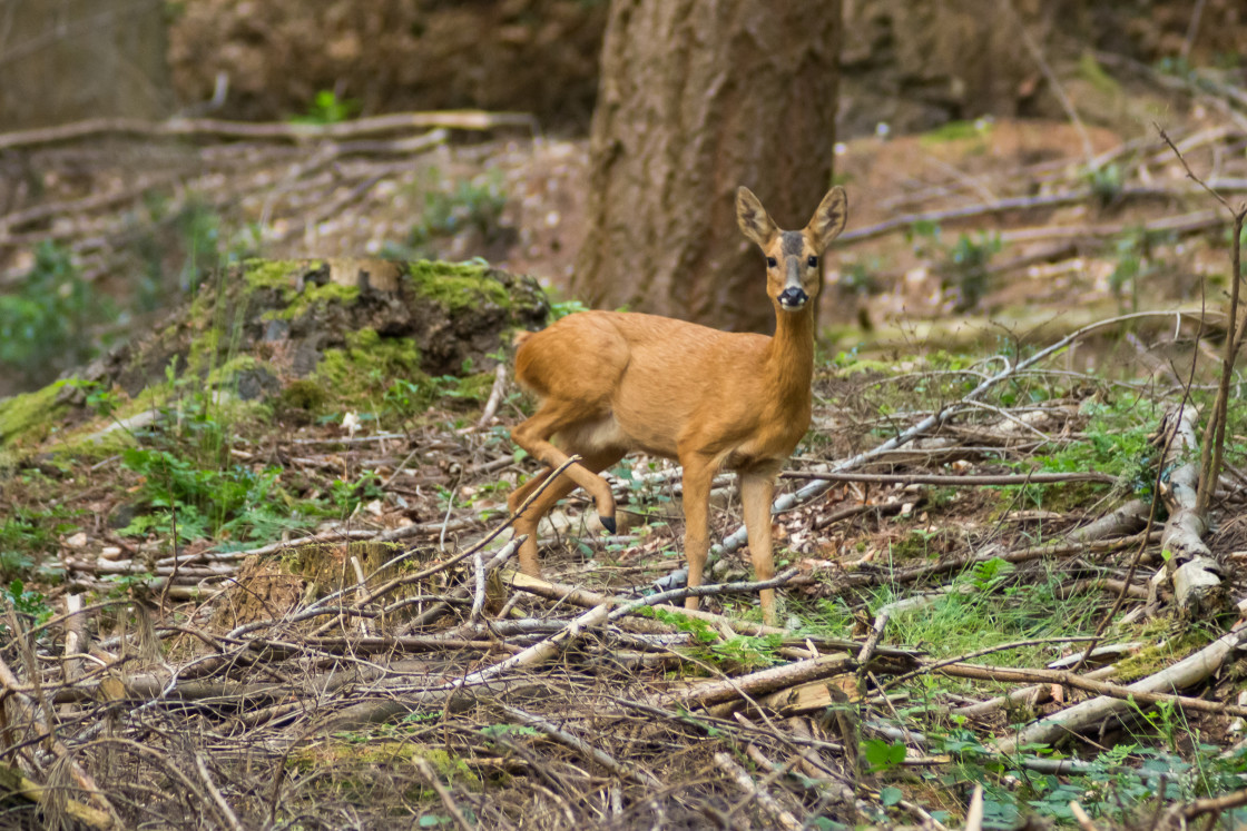 "Roe Deer Doe" by Gordon England - $12.12 "Roe Deer Doe" stock image