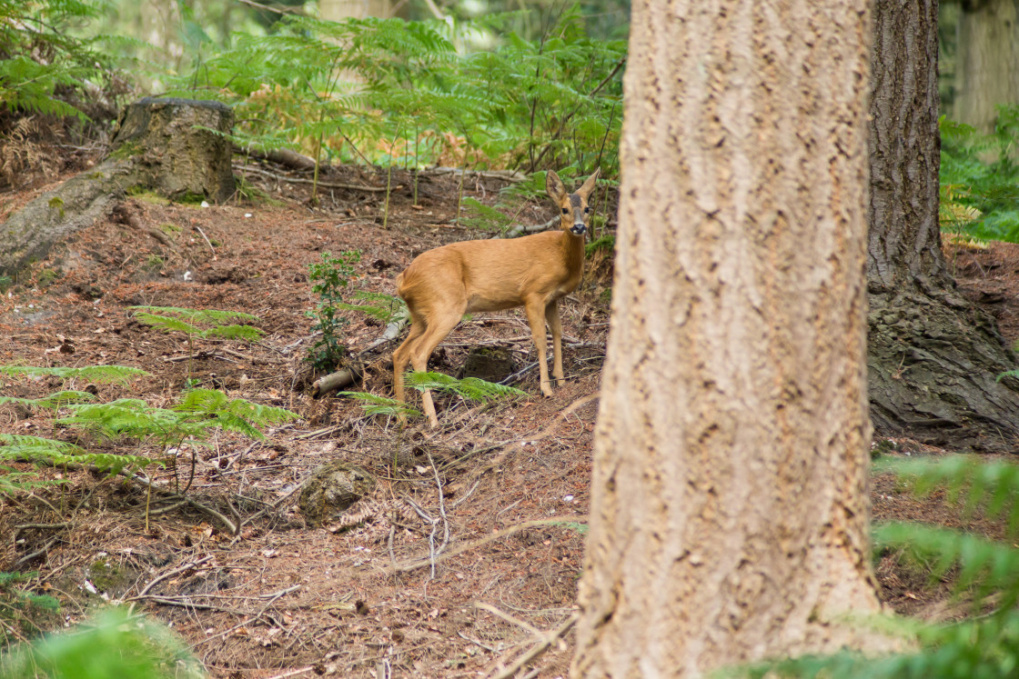 "Roe Deer Doe" stock image