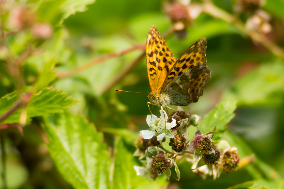"Silver-washed Fritillary Butterfly" by Gordon England - $12.24 "Silver-washed Fritillary Butterfly" stock image