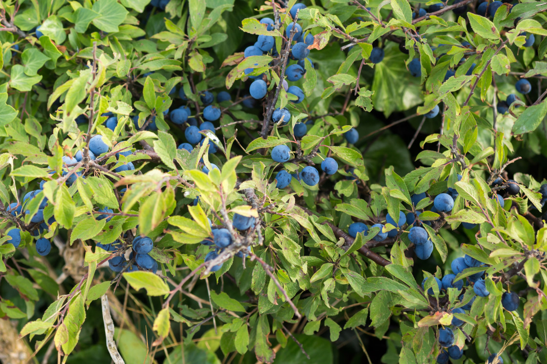 "Sloe Berries" by Gordon England - $12.55 "Sloe Berries" stock image