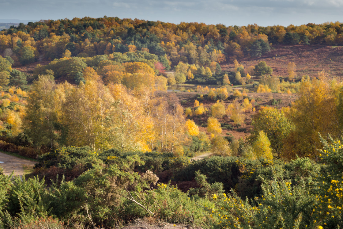 "Autumn Colours" by Gordon England - $12.63 "Autumn Colours" stock image