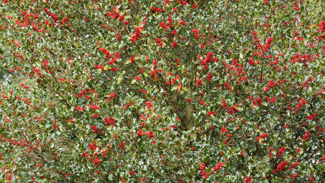 "Red Holly Berries" by Gordon England - $12.70 "Red Holly Berries" stock image