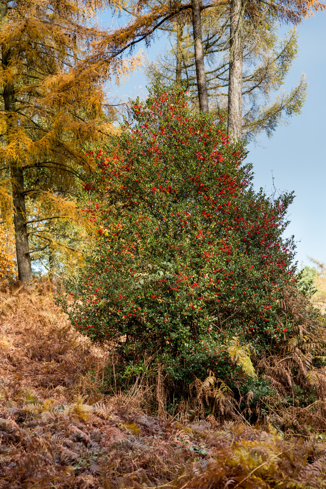 "Holly Tree with Red Berries" by Gordon England - $12.55 "Holly Tree with Red Berries" stock image