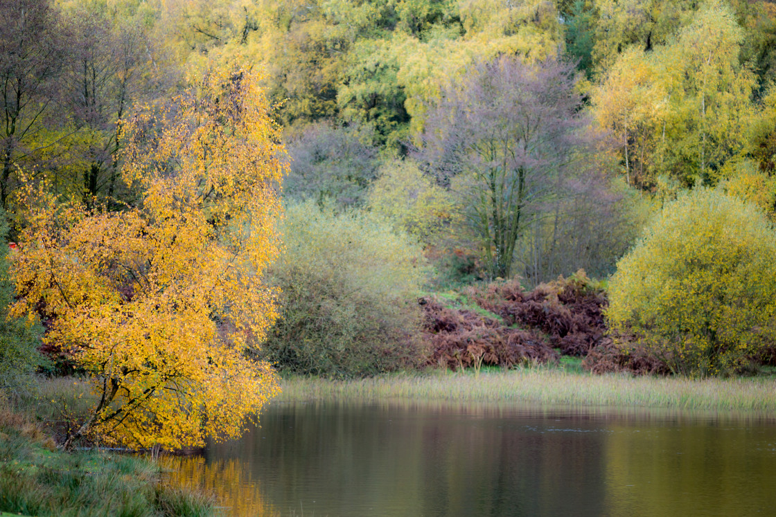 "Autumnal Lake and Woodland Scene" by Gordon England - $12.24 "Autumnal Lake and Woodland Scene" stock image