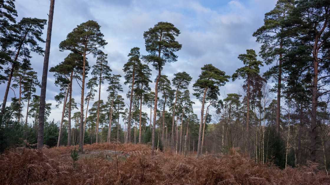 "Scots Pines" by Gordon England - $12.71 "Scots Pines" stock image
