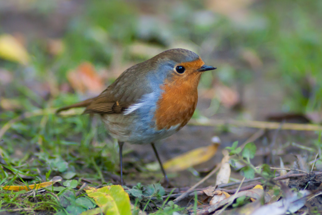 "Robin Redbreast Bird" by Gordon England - $12.55 "Robin Redbreast Bird" stock image