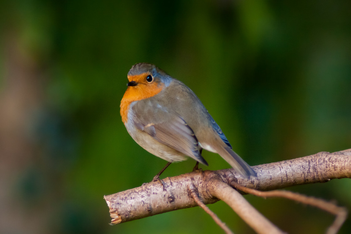 "Robin Redbreast Bird" stock image