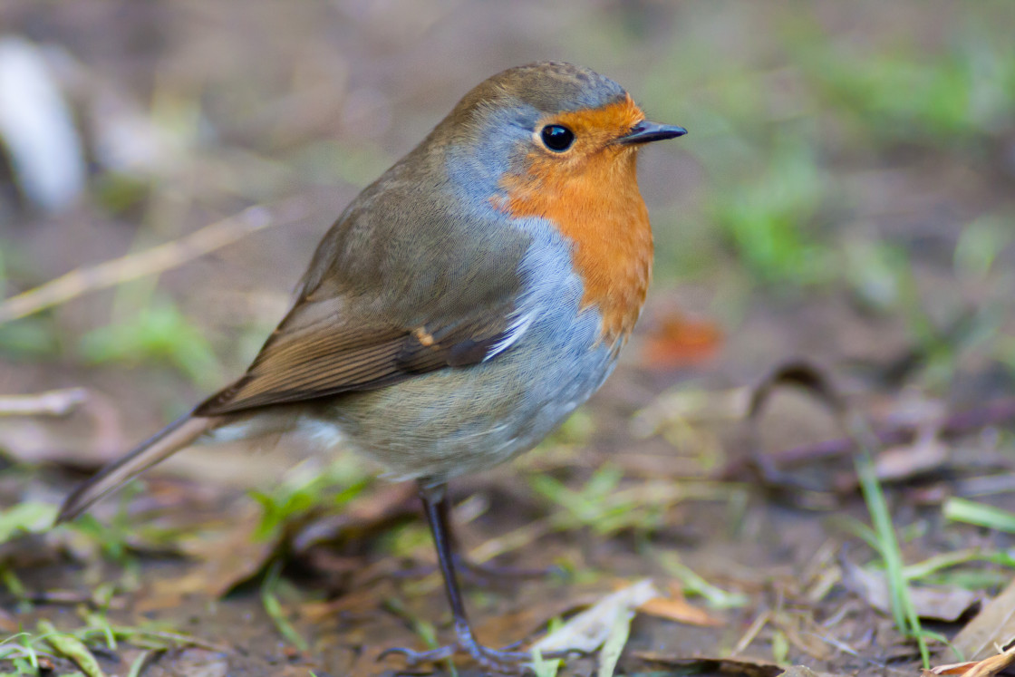 "Robin Redbreast Bird" by Gordon England - $12.71 "Robin Redbreast Bird" stock image
