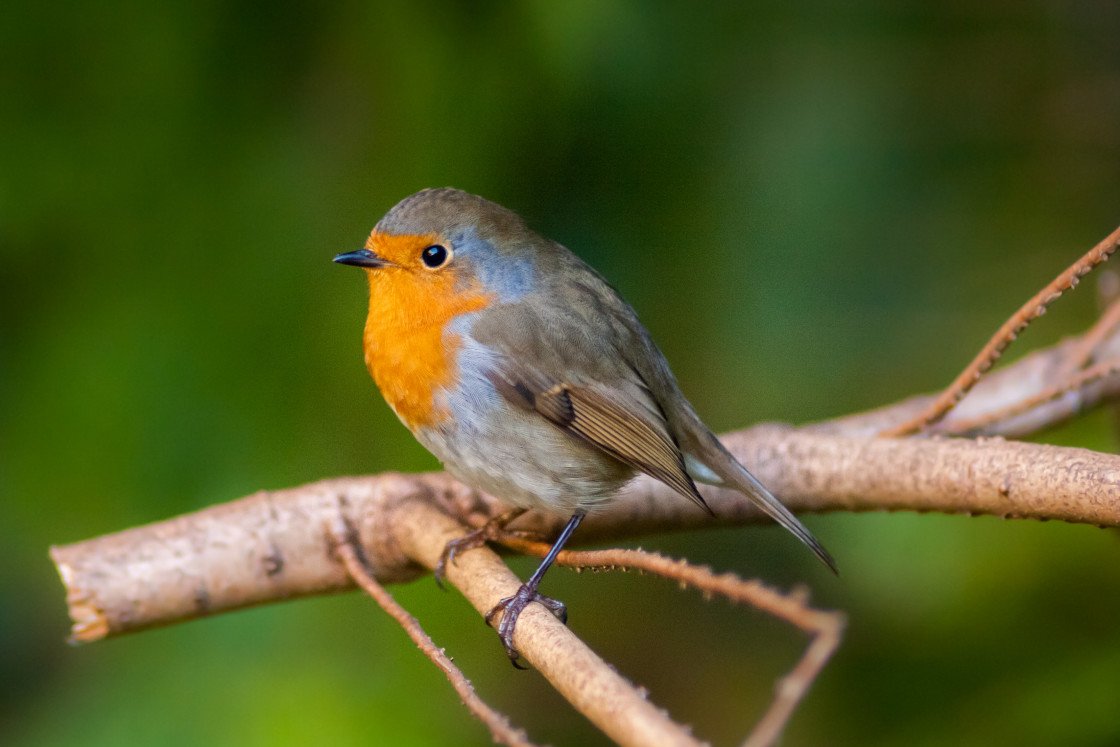 "Robin Redbreast Bird" stock image