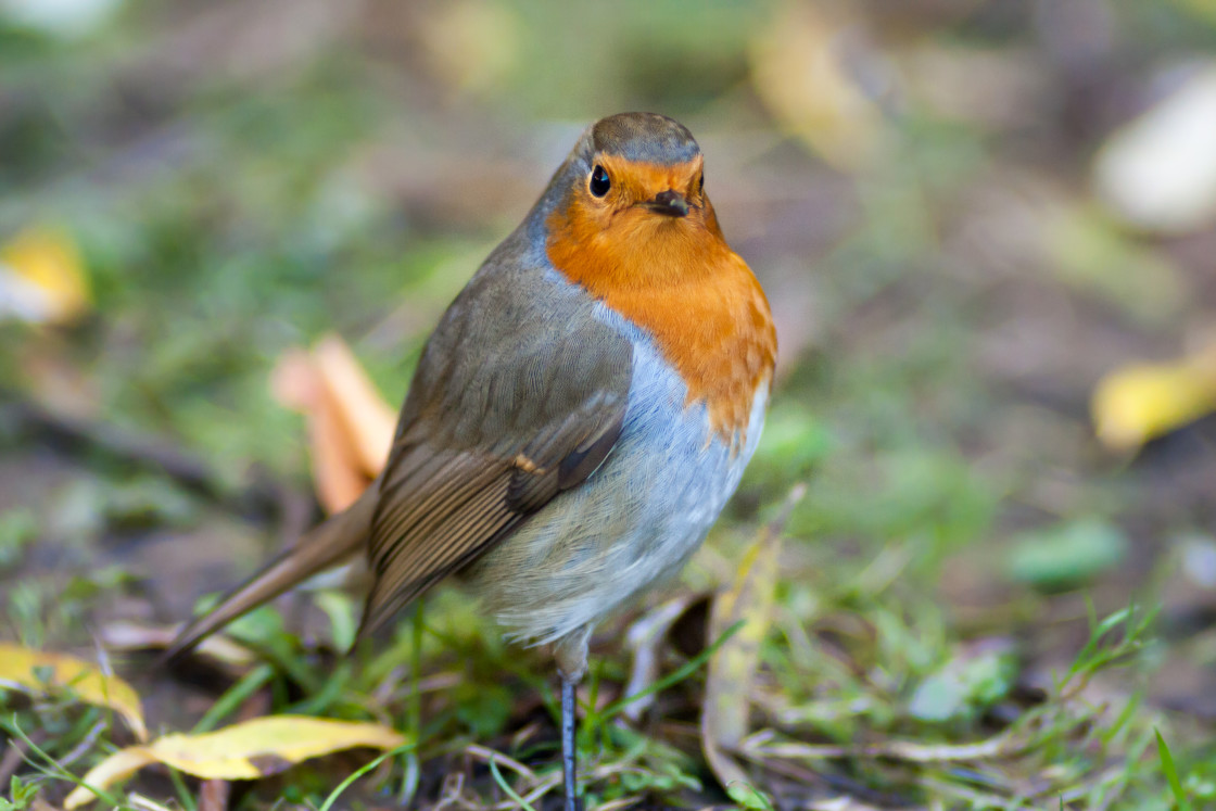 "Robin Redbreast Bird" by Gordon England - $12.65 "Robin Redbreast Bird" stock image