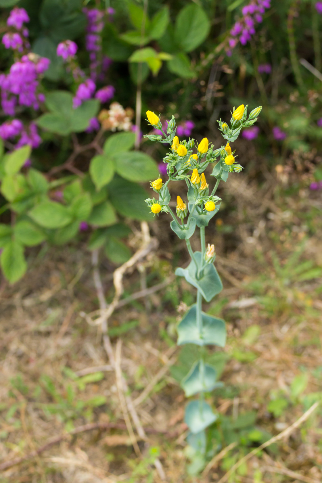 "Yellow-wort" by Gordon England - $12.71 "Yellow-wort" stock image