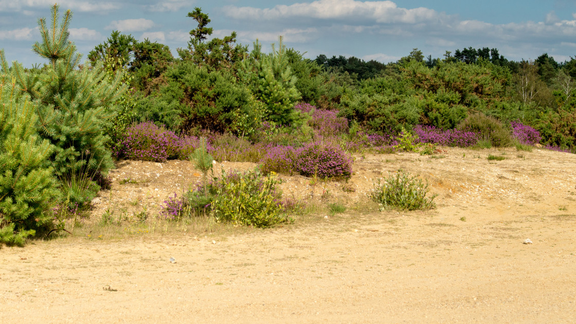 "Eelmore Heathland" by Gordon England - $12.65 "Eelmore Heathland" stock image