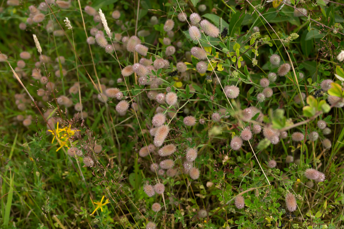"Hare's-foot Clover" by Gordon England - $12.12 "Hare's-foot Clover" stock image