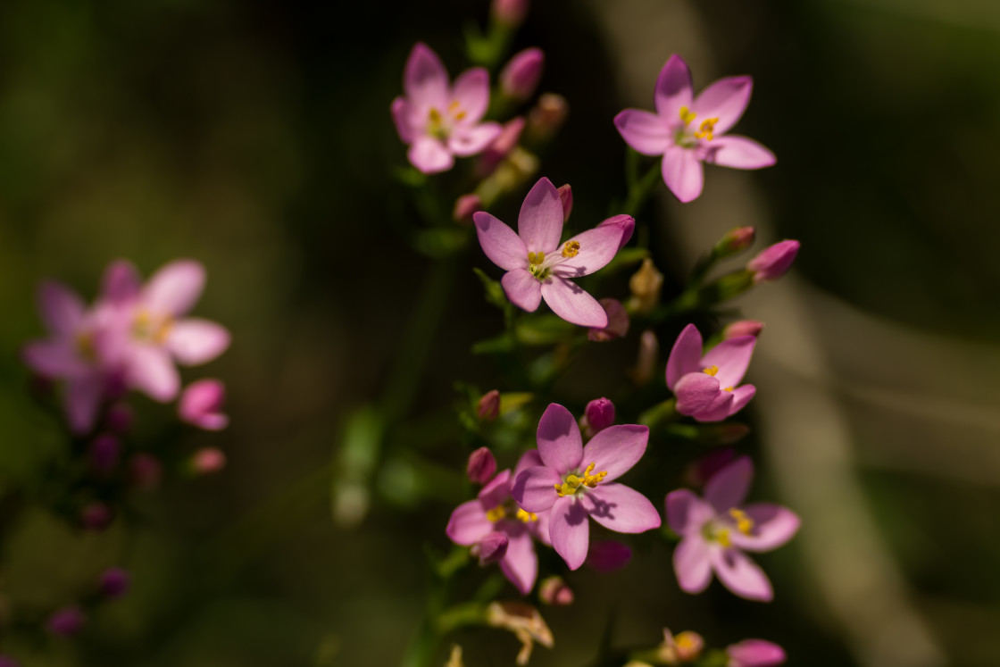 "Common Centaury Flowers" by Gordon England - $12.24 "Common Centaury Flowers" stock image