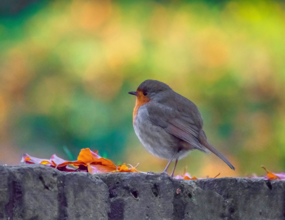 "Autumn Robin" stock image