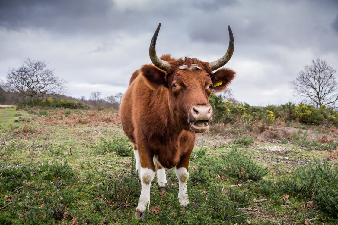 "Bullock" stock image