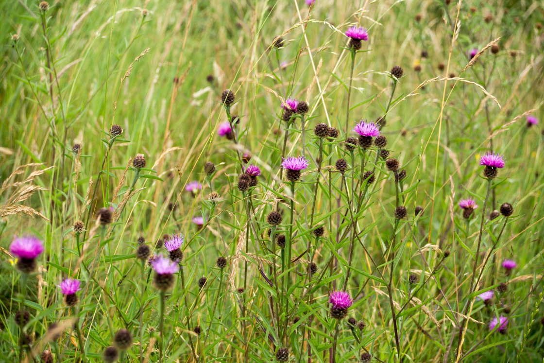 "Knapweed Flowers" by Gordon England - $12.57 "Knapweed Flowers" stock image