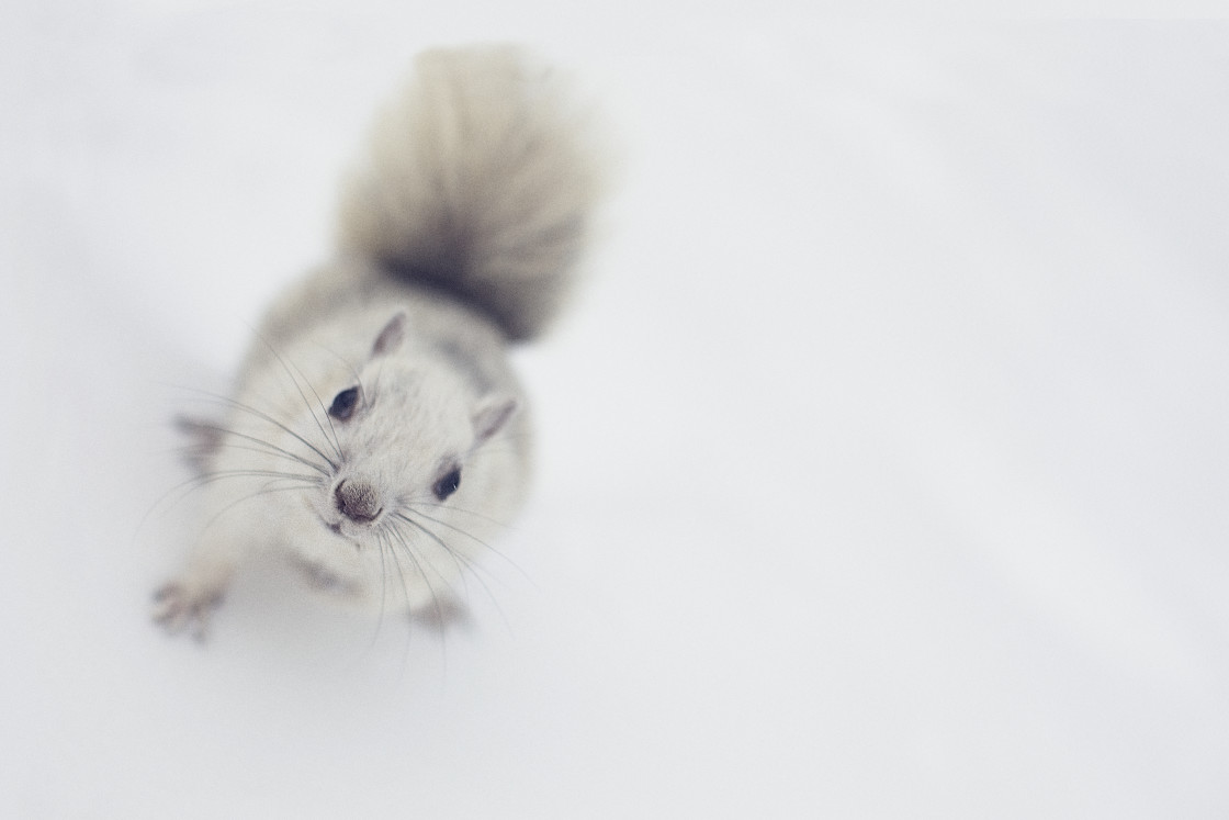 "White squirrel" stock image