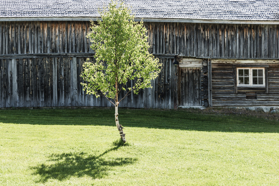 "Birch tree in front of building" stock image