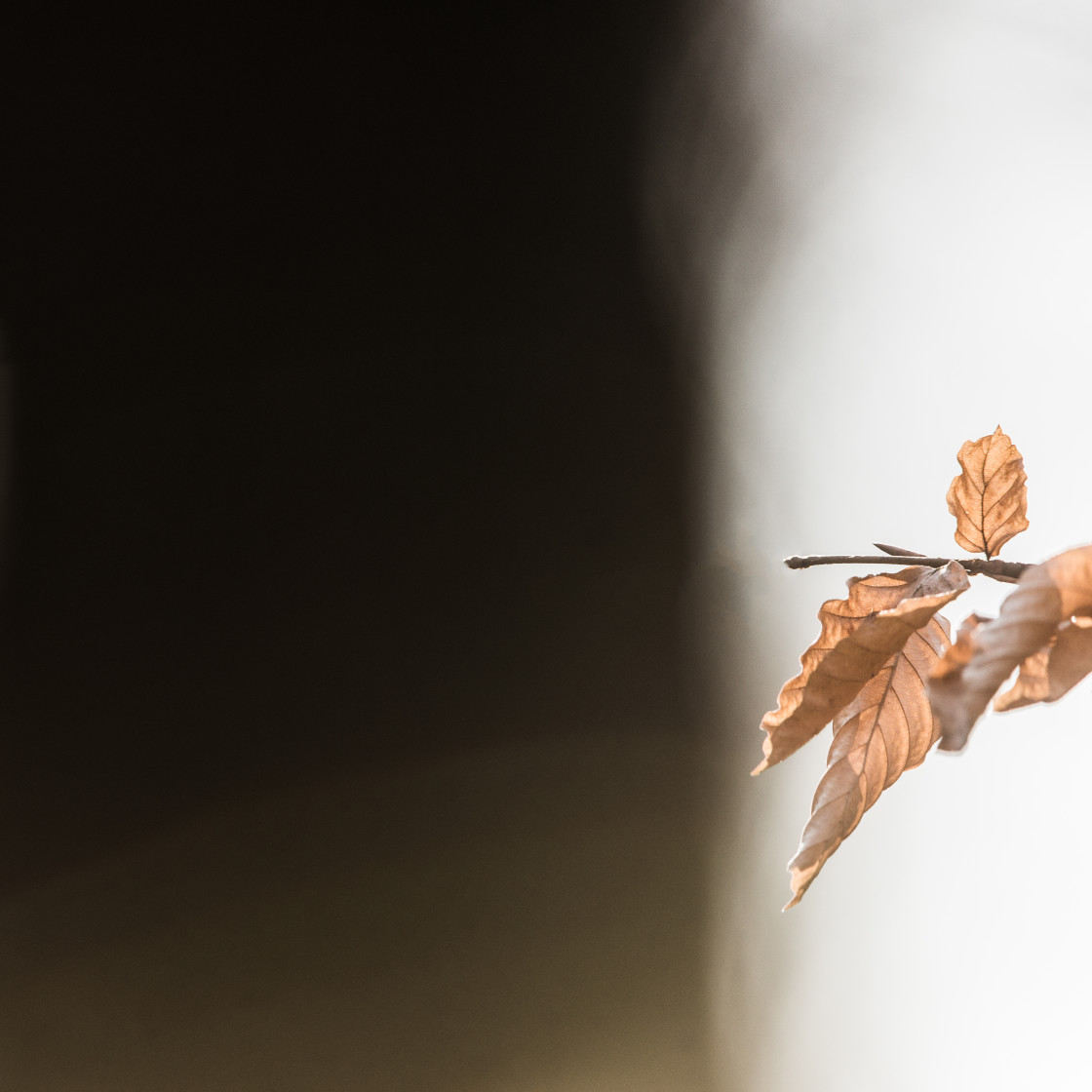 "Twig with dry leaves" stock image