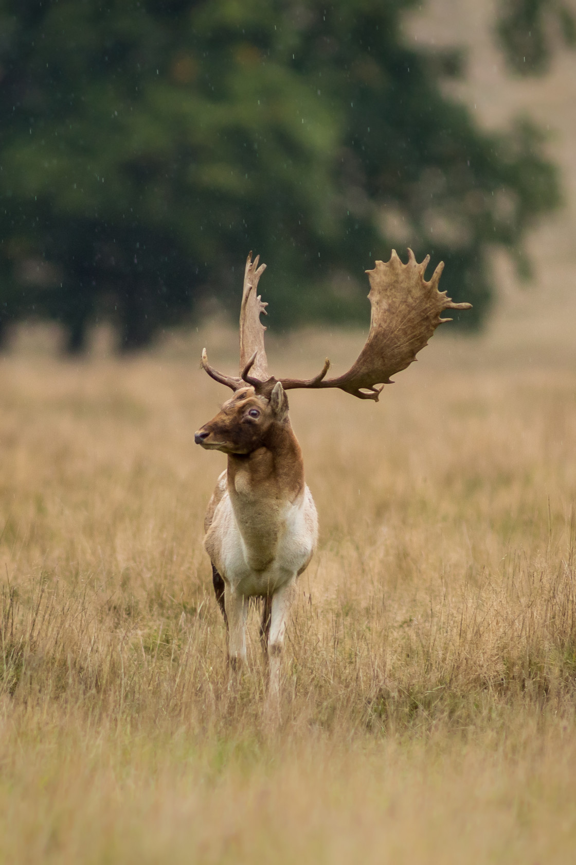 "Fallow Deer Stag" stock image