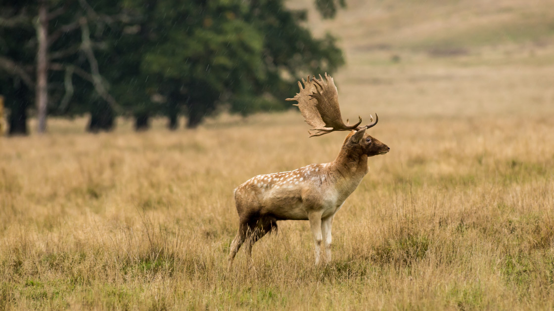 "Fallow Deer Stag" stock image