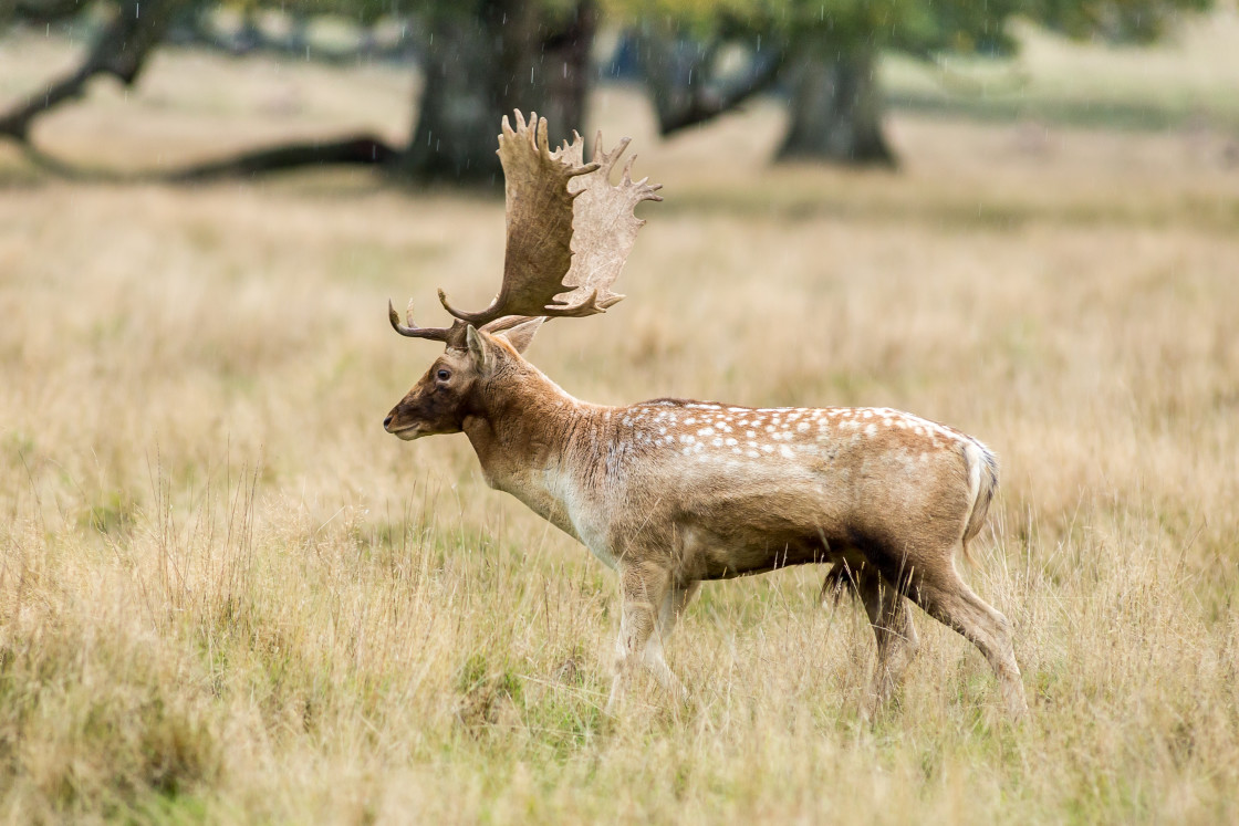 "Fallow Deer Stag" stock image