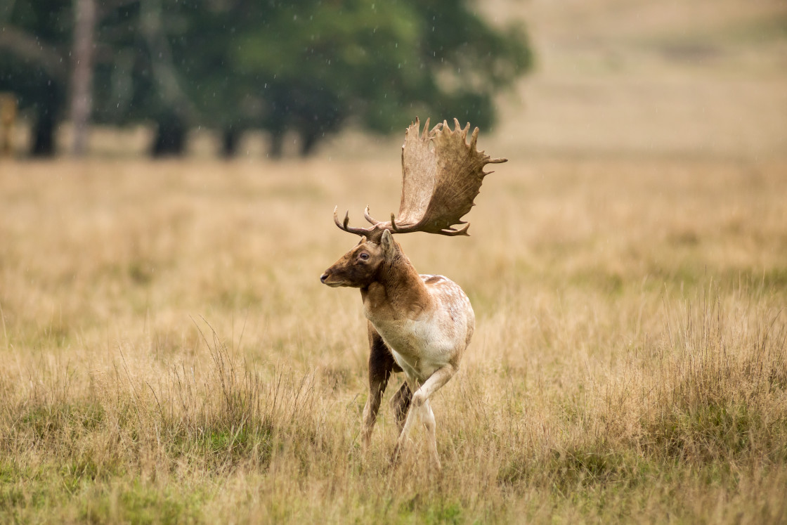 "Fallow Deer Stag" stock image