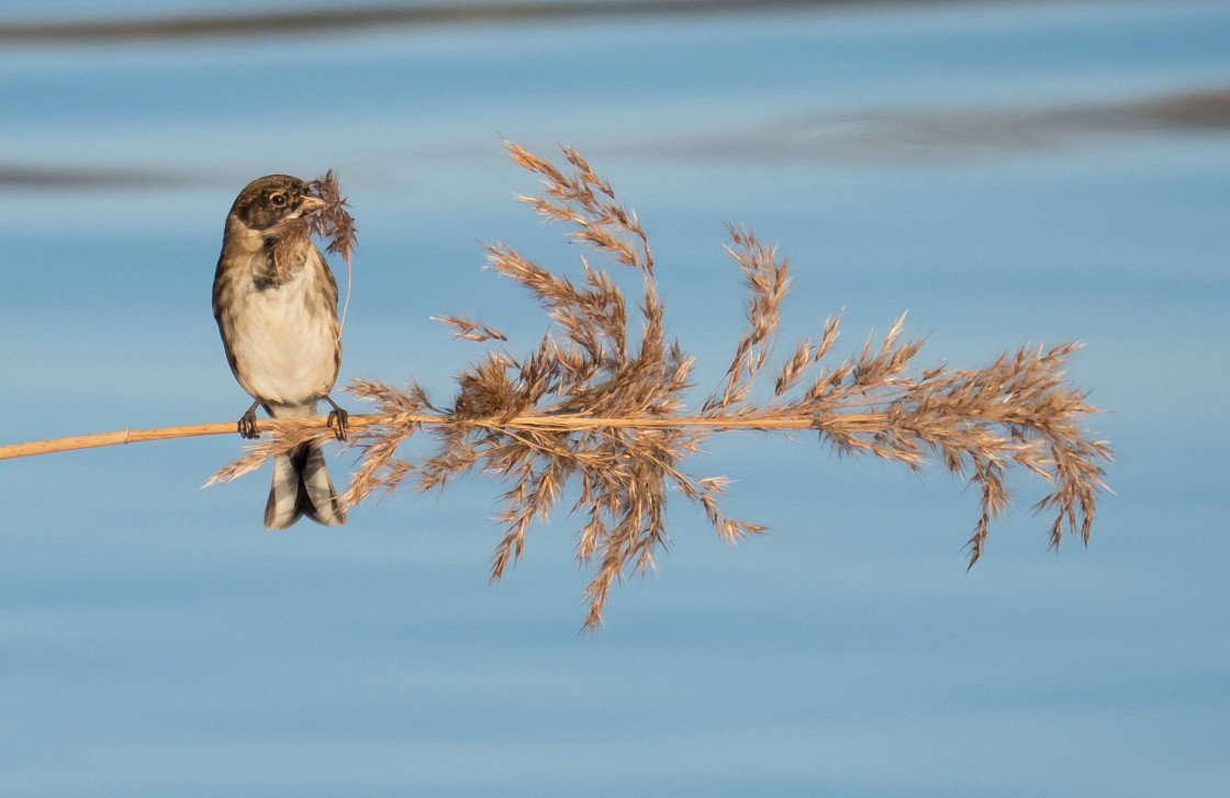 "Reed Bunting" by Kate Jaconello - $24.39 "Reed Bunting" stock image