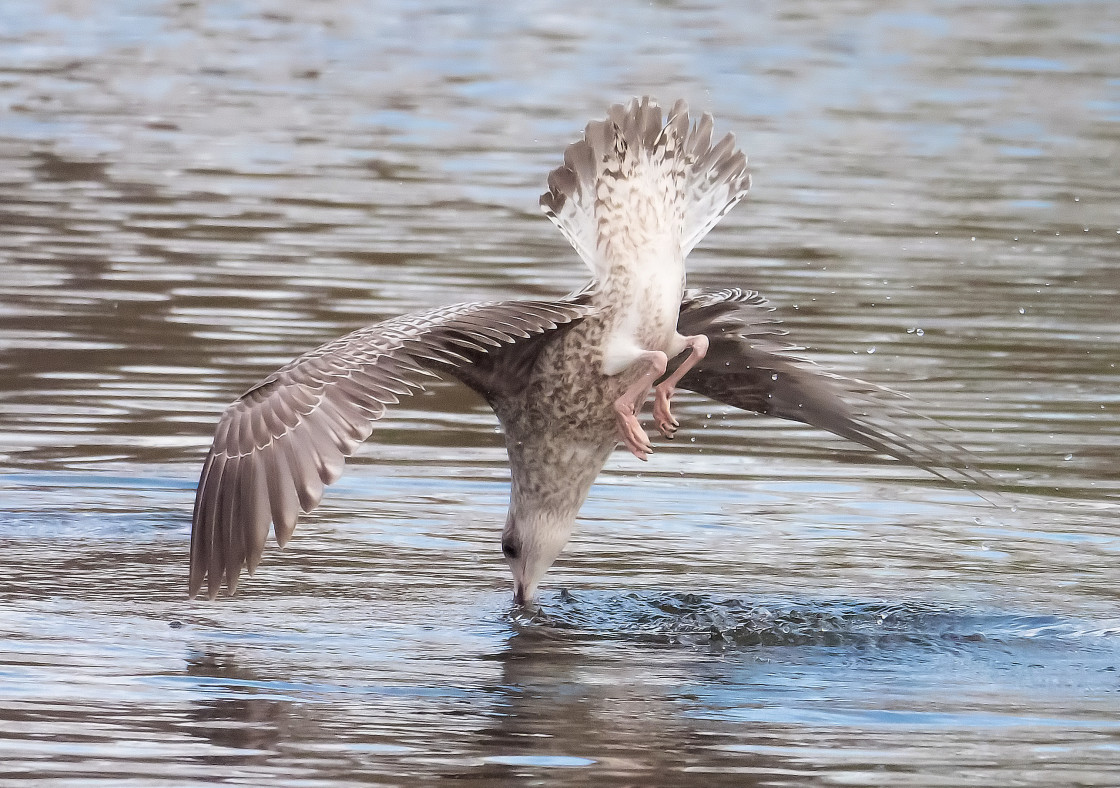 "Diving Gull" stock image