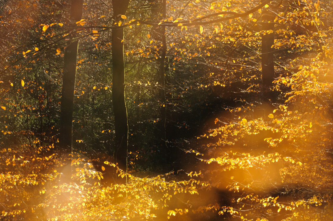 "Autumn light. Sweden." stock image