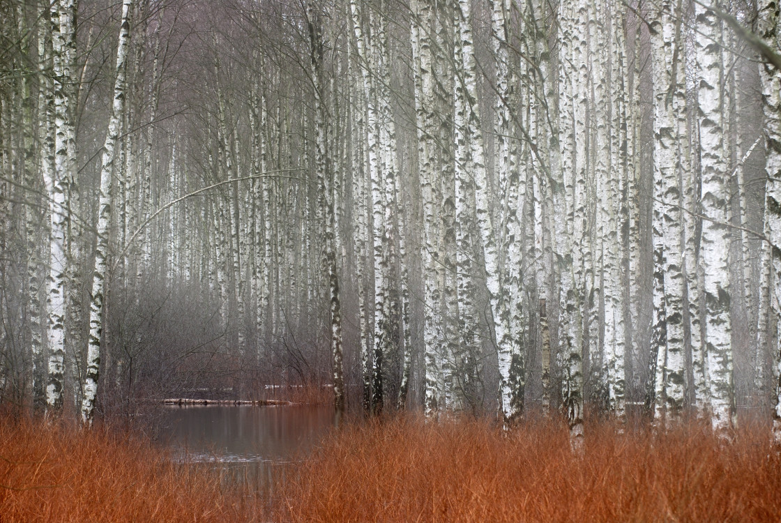 "Birch trees. Sweden." stock image