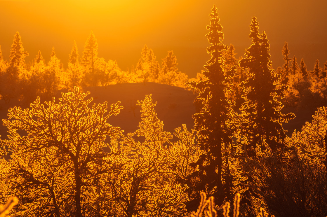 "Winter forest at sunrise. Sweden" stock image