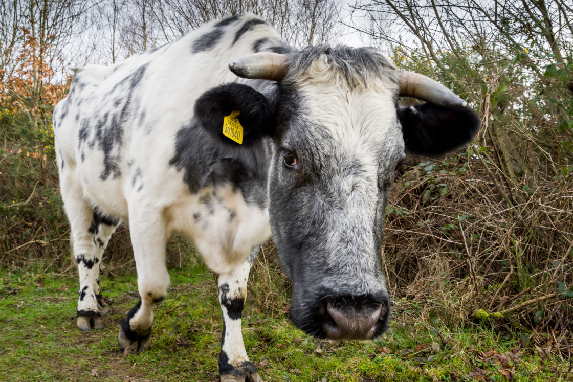 "Encounters of the Cow Kind" by Gordon England - $12.24 "Encounters of the Cow Kind" stock image
