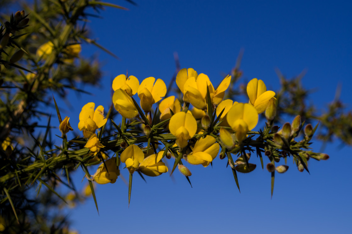 "Yellow Gorse Flowers" by Gordon England - $12.24 "Yellow Gorse Flowers" stock image