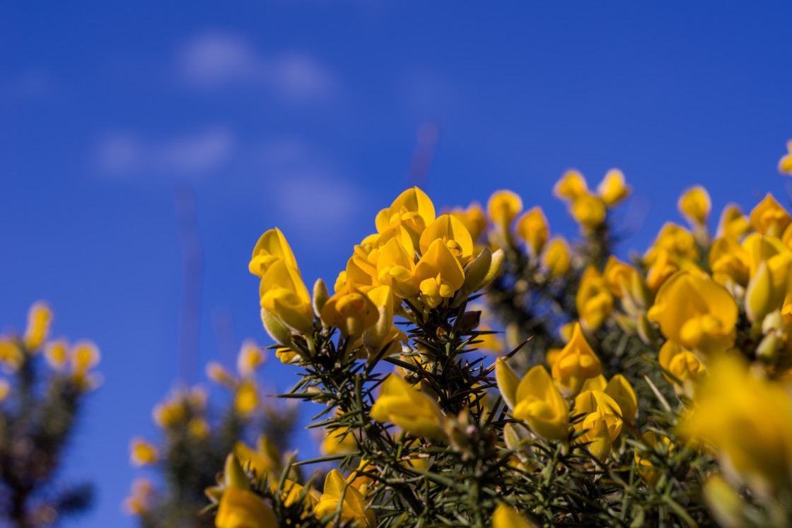 "Yellow Gorse Flowers" by Gordon England - $12.71 "Yellow Gorse Flowers" stock image