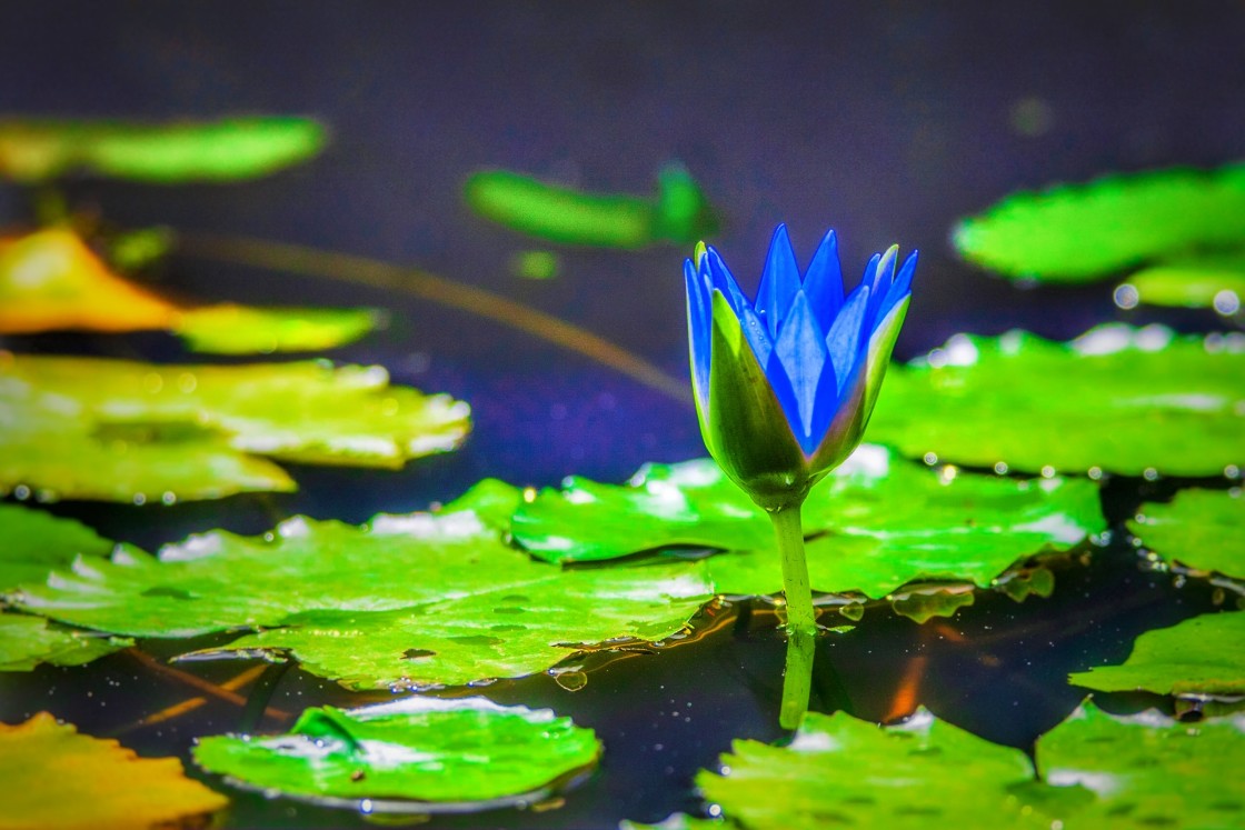 "Flower in water" stock image