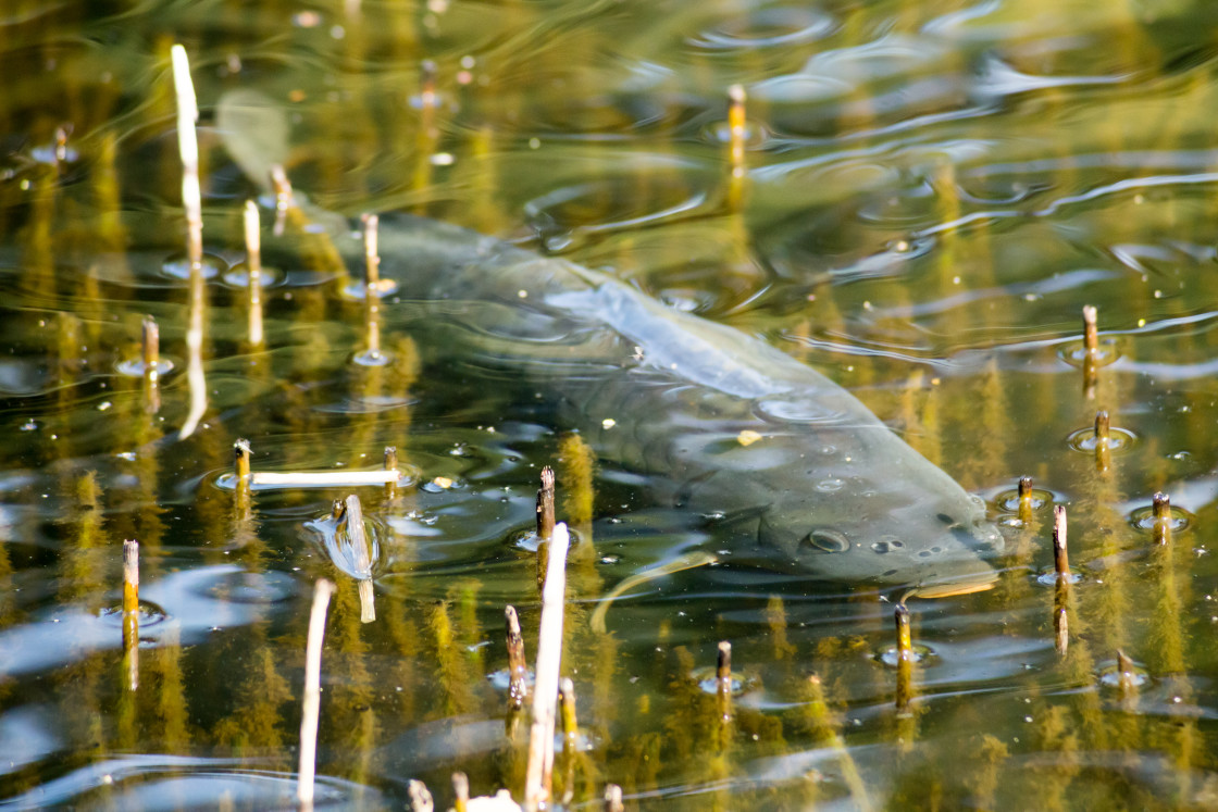 "Mirror Carp" stock image